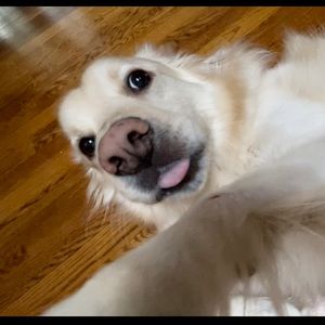 Meet your Posher, Fengwei